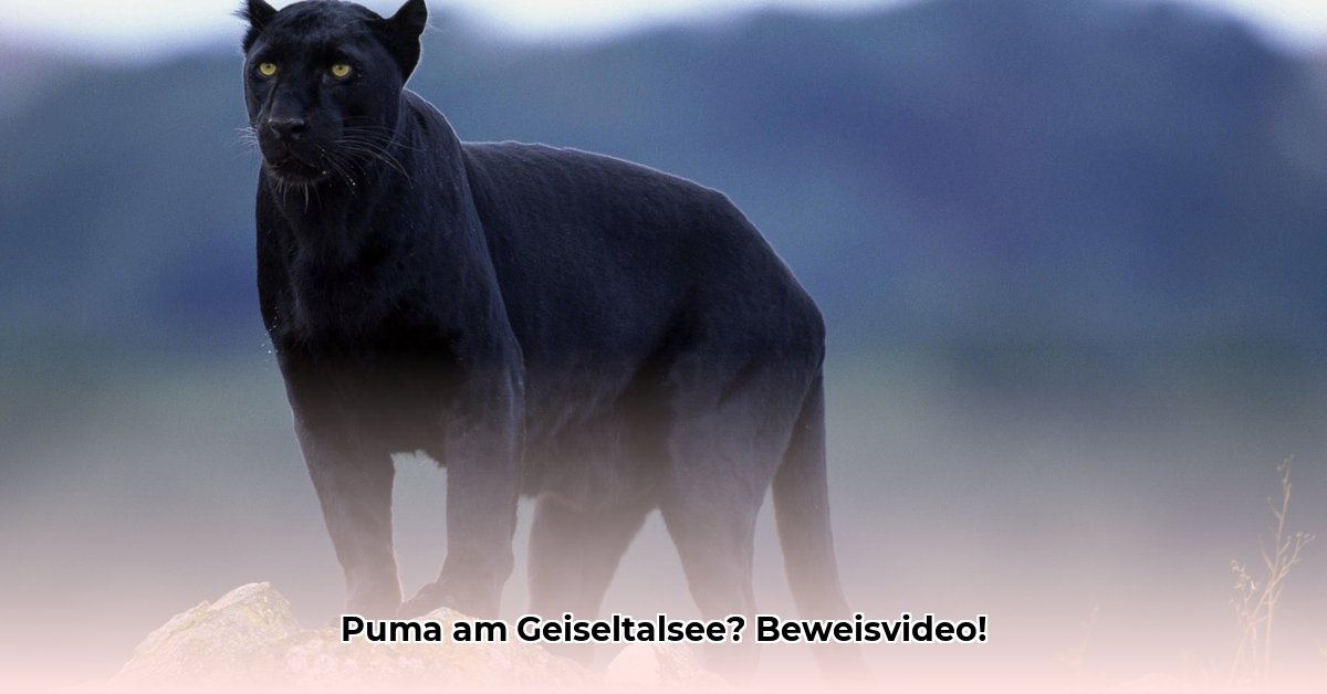 puma-geiseltalsee-video